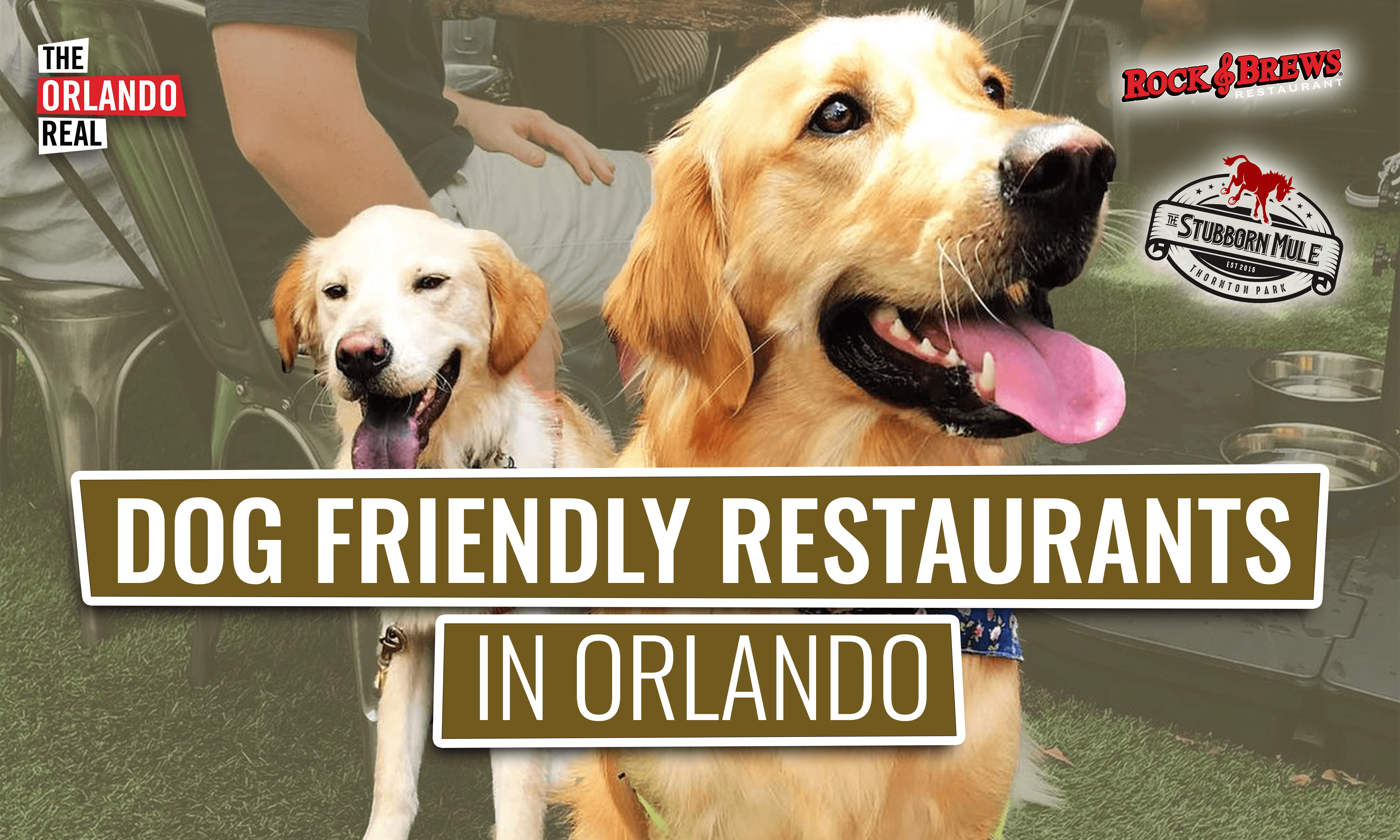 Dog Friendly Restaurants in Orlando